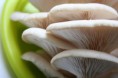 Embalagem 250g cogumelos Pleurotus